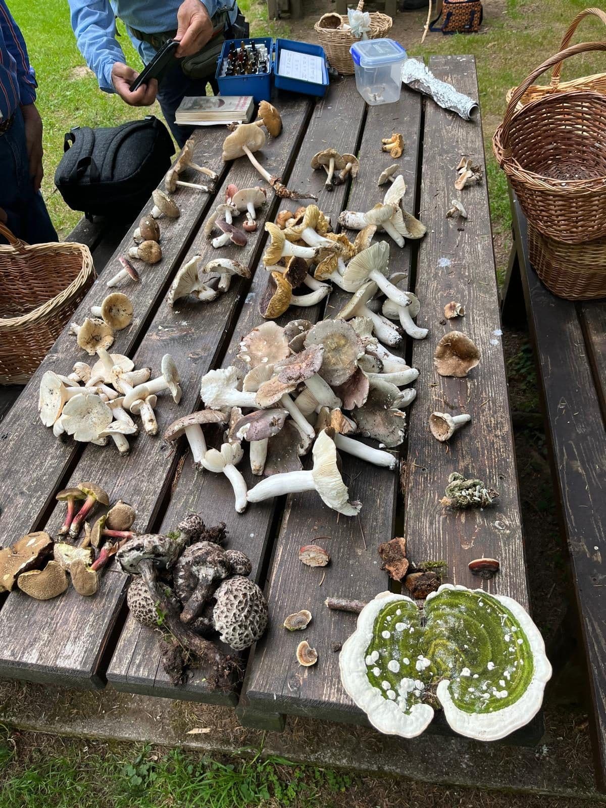 Funghi di diverse specie disposti sul tavolo per il riconoscimento