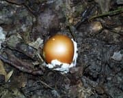 Amanita caesarea in ambiente naturale