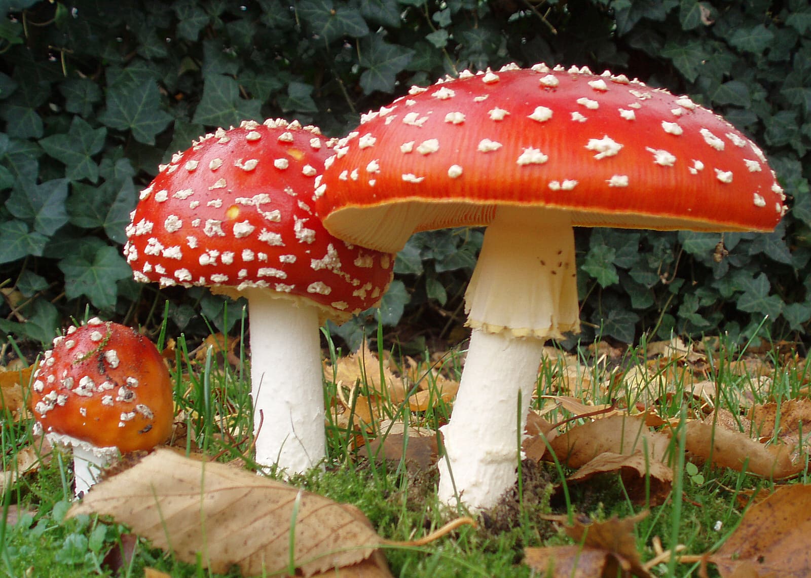 Amanita muscaria con cappello rosso e verruche bianche