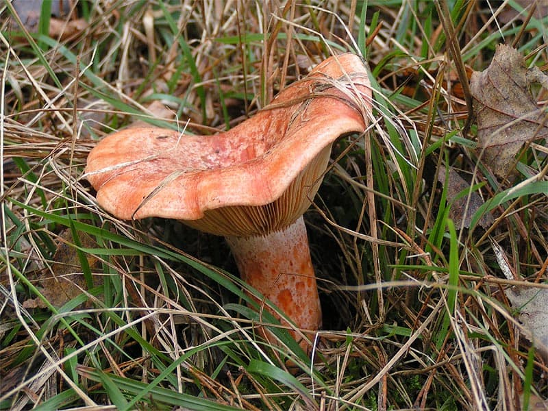 Lactarius deliciosus nel sottobosco