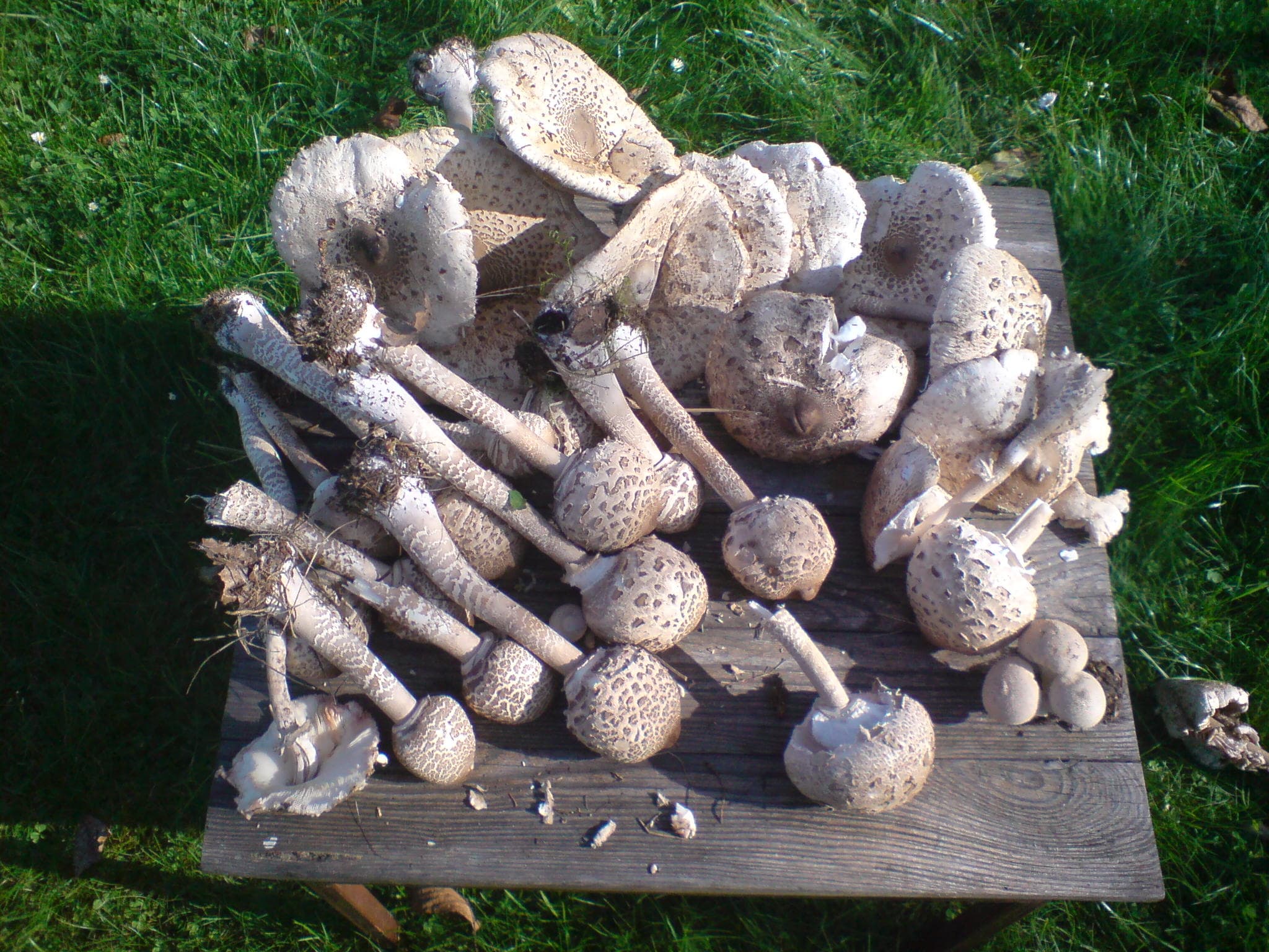 Macrolepiota procera alta e slanciata in prato