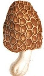 Morchella esculenta con cappello alveolato
