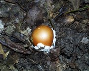 Amanita caesarea (Amanita caesarea (Scop.) Pers.)