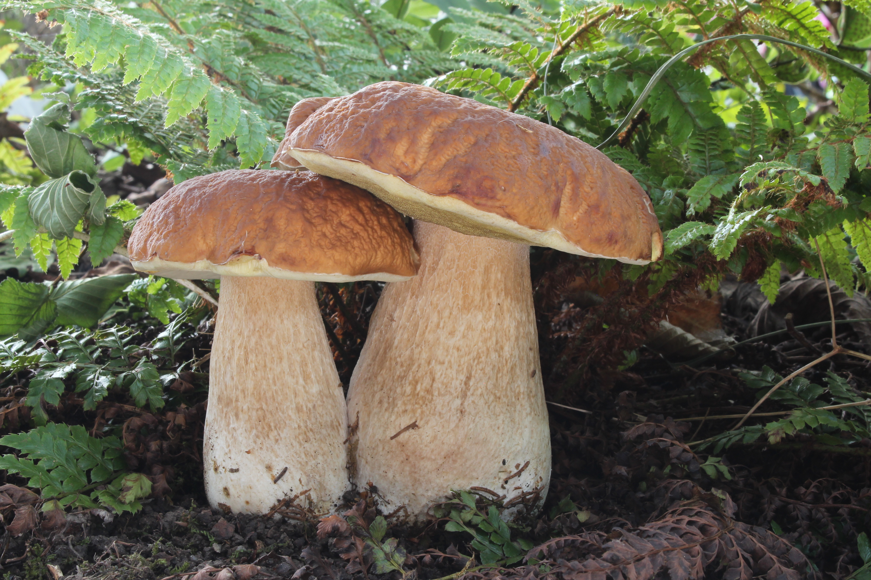 Porcino (Boletus edulis)