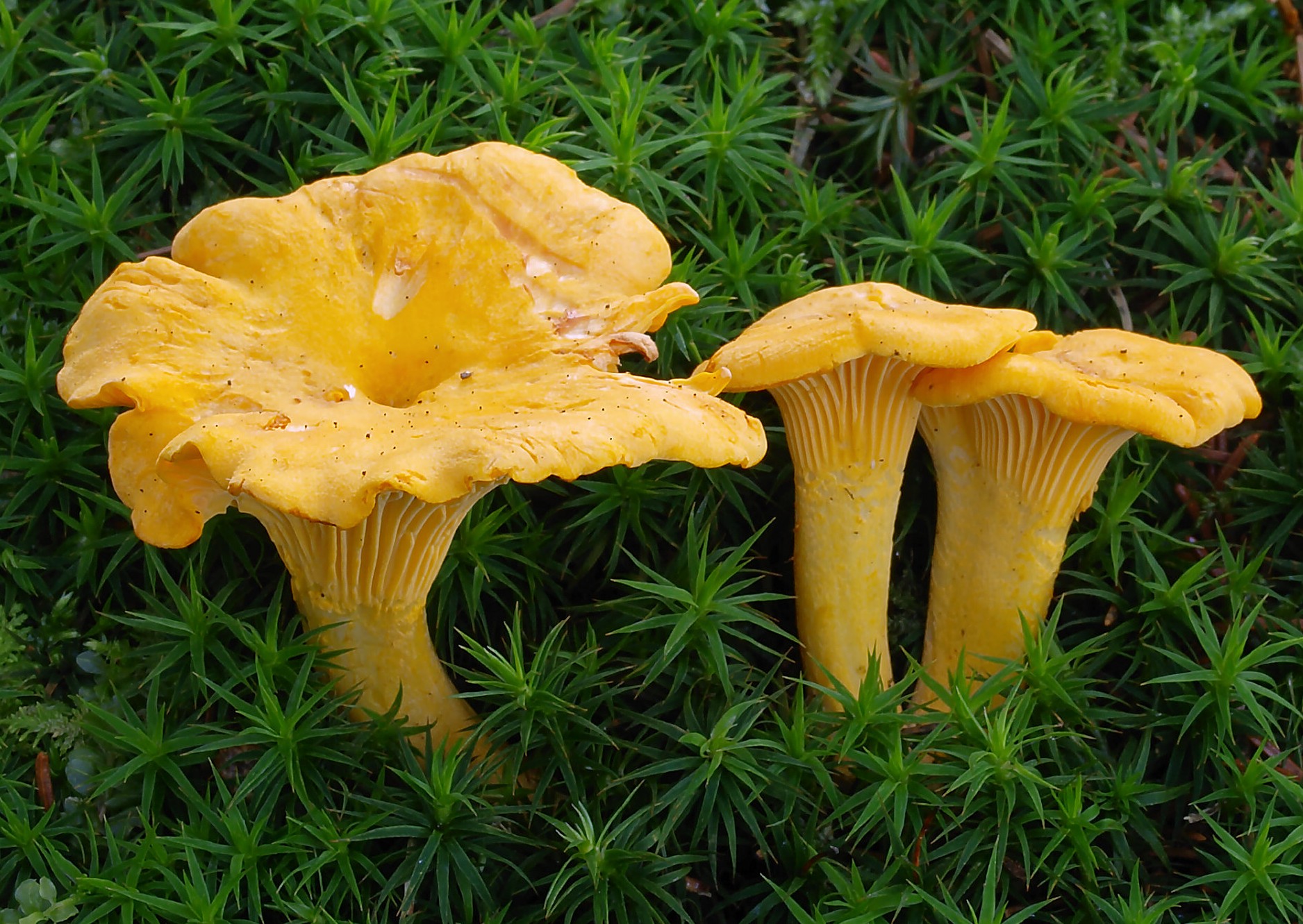 Gallinaccio (finferlo giallo) (Cantharellus cibarius)
