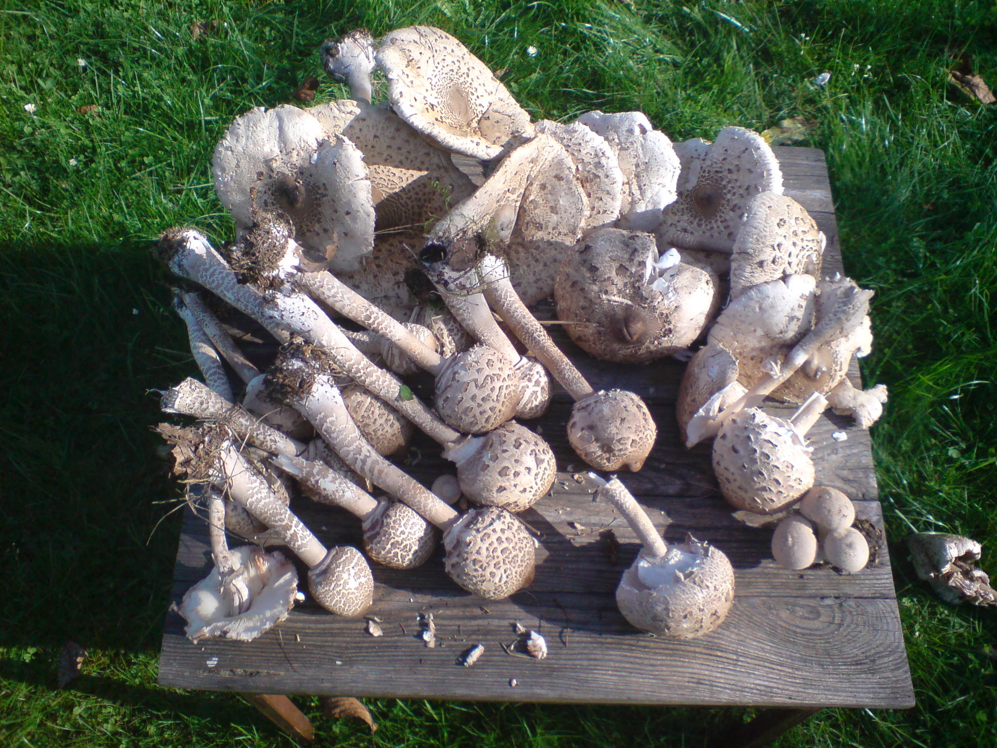 Mazza di tamburo (Macrolepiota procera)
