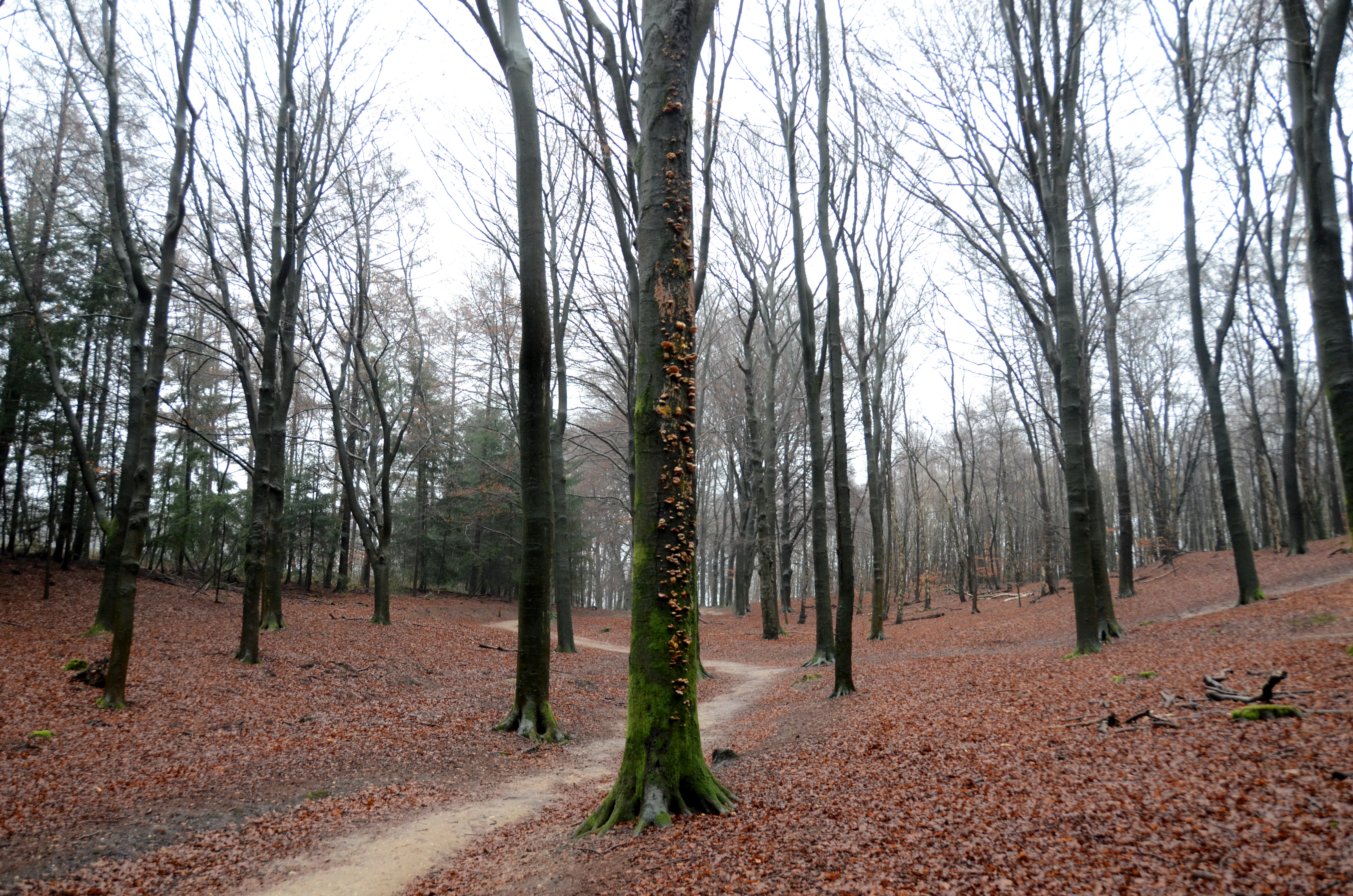 Cardoncello (fungo ostrica) (Pleurotus ostreatus)